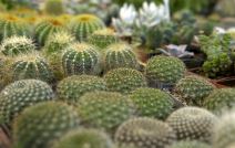 Osmomartovska izložba cveća u Domu Sindikata