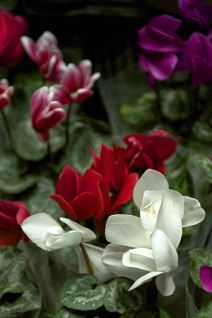 Osmomartovska izložba cveća u Domu Sindikata