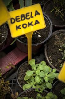 8. mart, zanimljivo cveće sa zanimljivim imenom.