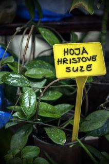 8. mart, zanimljivo cveće sa zanimljivim imenom.