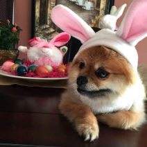 Janko Tipsarević supruga ćerka