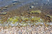 Zelena voda na Adi Ciganliji, zbog algi trave koja pluta po površini nema kupanja, samo sunčanje.