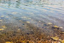 Zelena voda na Adi Ciganliji, zbog algi trave koja pluta po površini nema kupanja, samo sunčanje.