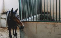 Beogradski hipodrom se seli?