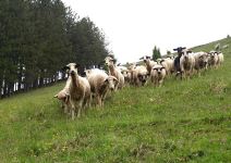 Seoski trurizam - domaćinstvo Milese i Milutina Jovanovića u Mionici kod Kosjerića