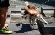 Vrućina u Beogradu, ljudi se kupaju u fontani.