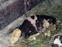 Gornji Milanovac: Krava otelila pet zdravih telića