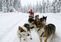 Aleksandar Nikolić, Sale haski, trke psećih zaprega
