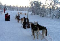 Aleksandar Nikolić, Sale haski, trke psećih zaprega