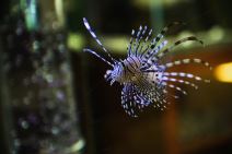 Javni akvarijum i tropikarijum Beograd akvarijum u Beogradu