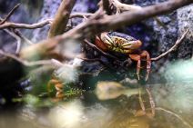 Javni akvarijum i tropikarijum Beograd akvarijum u Beogradu