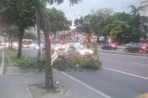 Vetar divljao, obarao drveće po Beogradu  (FOTO)