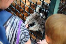 Beo-Zoo vrt, mladunci rakuna, nandua i divlje mačke