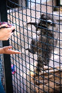 Beo-Zoo vrt, mladunci rakuna, nandua i divlje mačke