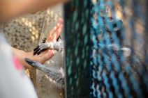 Beo-Zoo vrt, mladunci rakuna, nandua i divlje mačke