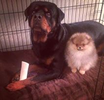 Nesanica - psi pomažu kad imate problema sa spavanjem