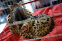 Mrnjau fest 2016. Dom Omladine Beograd FOTO