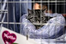 Mrnjau fest 2016. Dom Omladine Beograd FOTO