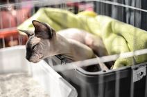 Mrnjau fest 2016. Dom Omladine Beograd FOTO