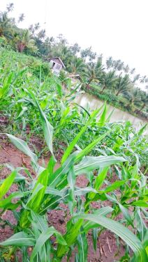 Indonezija Severni Sulavesi putopis