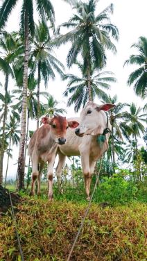 Indonezija Severni Sulavesi putopis