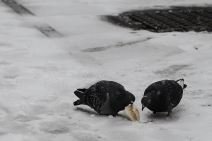 Sneg u Beogradu - Mećava i vetar temperatura do -18 stepeni Celzijusa