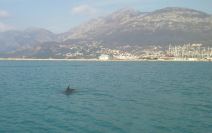 Delfin u luci u Baru