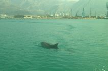 Delfin u luci u Baru