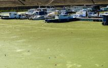 Čukarički rukavac - zelen - prekrile ga biljke