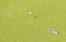 Čukarički rukavac - zelen - prekrile ga biljke