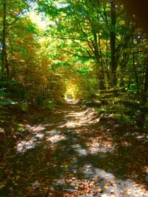 Kopaonik đubre na Kopaoniku