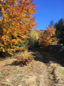 Kopaonik đubre na Kopaoniku