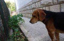 Pas heroj Medo Podgorica