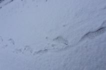 Snežna idila u Ivanjici