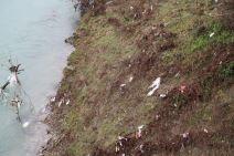 Smeće na obali Morače