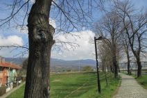 Drvoredi lipa u Pirotu napunjeni betonom