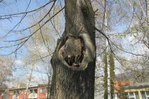 Drvoredi lipa u Pirotu napunjeni betonom