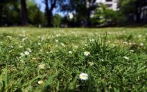 Koji je najstariji sačuvani javni spomenik u Beogradu