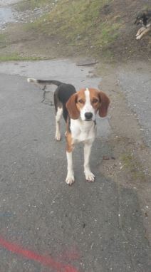 Nadležni ćute, a neko truje i vlasničke pse