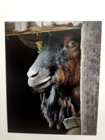 Predrag Radovanović fotohrafije izložba fotografija koza Predraga Radovanovića