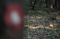 Miljakovac: Posečeno drveće u Miljakovačkoj šumi FOTO