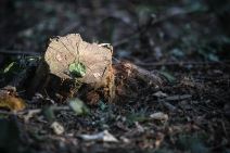 Miljakovac: Posečeno drveće u Miljakovačkoj šumi FOTO