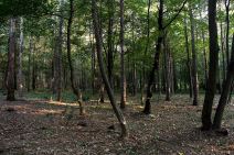 Miljakovac: Posečeno drveće u Miljakovačkoj šumi FOTO