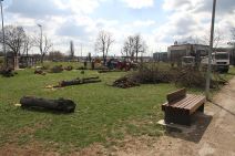 Seča stabala u Beogradu Zelena stranka predlog