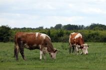 Ekologija - pojedine biljne i životinjske vrste pred izumiranjem - Zasavica
