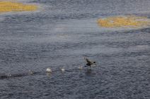 Izlet Zasavica na sat vremena od Beograda