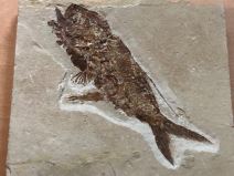 Muzej knjige i putovanja fosili 