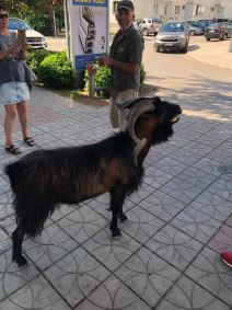 Divokoza u centru Bara