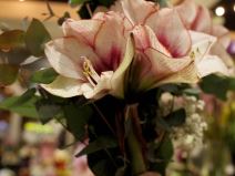 Novosadski cvećari poklanjaju cveće medicinskim radnicima