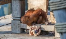 Korona virus najnovije vesti korona virus životinje orangutan i vidre